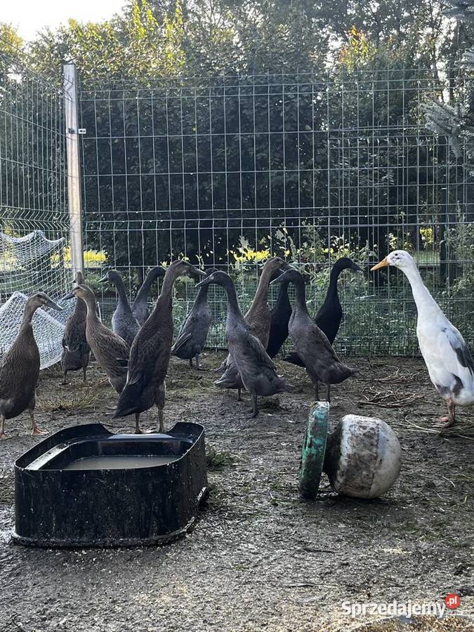 Kaczkikaczory biegus