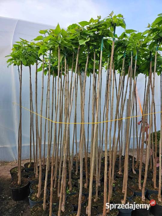 Katalpa Catalpa Nana Lubstów