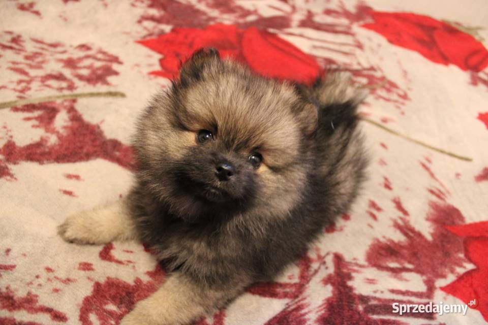 Szpic miniaturowy pomeranian nietypowy kolor Kaliska