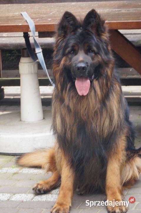 owczarek niemiecki szczeniak długowłosy z Radom sprzedam