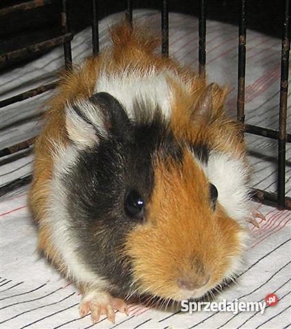 Świnka morska rozetka 6 tygodni Zwierzęta Radostowice sprzedam