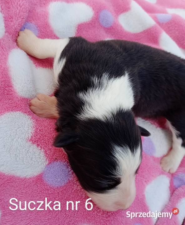 Border collie FCI Pozostałe sprzedam