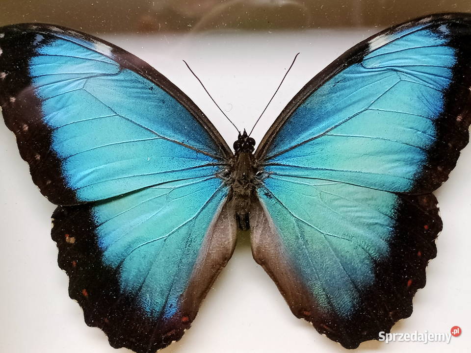 Motyl w ramce 14x10 Morpho helenor Carillensis zachodniopomorskie Szczecin