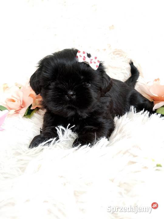 Gotowa do odbioru śliczna suczka rasy ShihTzu opolskie Namysłów