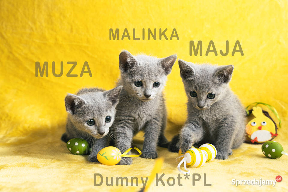 Kocięta Rosyjskie Niebieskie Zwierzęta Toruń