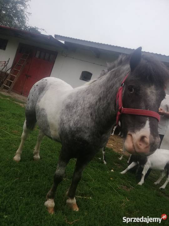 Kuc szetlant 2 lata zamiana zamienie Konie mazowieckie Zwoleń