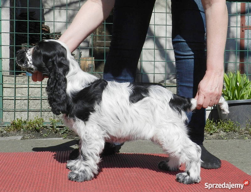 Cocker Spaniel Angielski Suczka z metryką ZKwP Nowy Sącz sprzedam