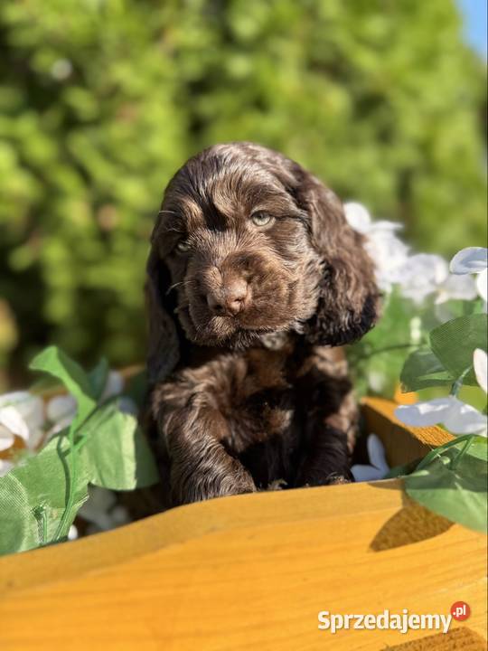 Wyjątkowy czekoladowy piesek Cocker Spaniel Warszawa