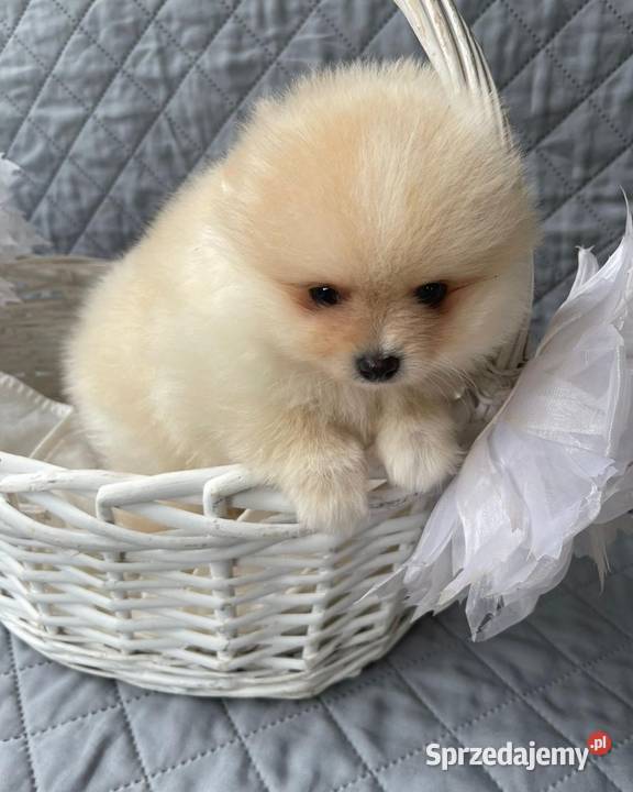 Szpic Pomeranian Szczenieta Katowice