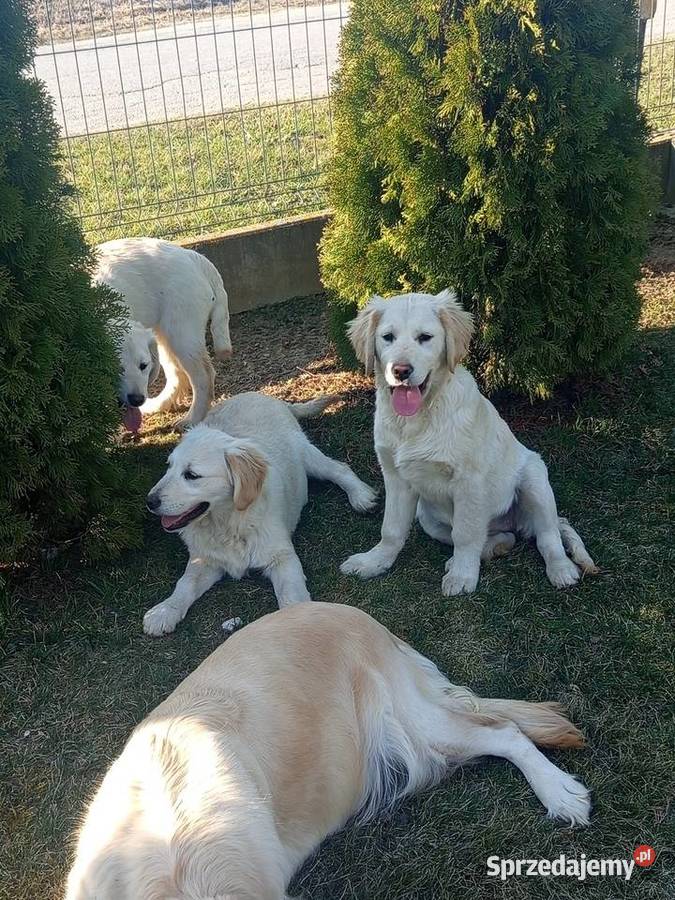 Golden retriever Gągolin sprzedam