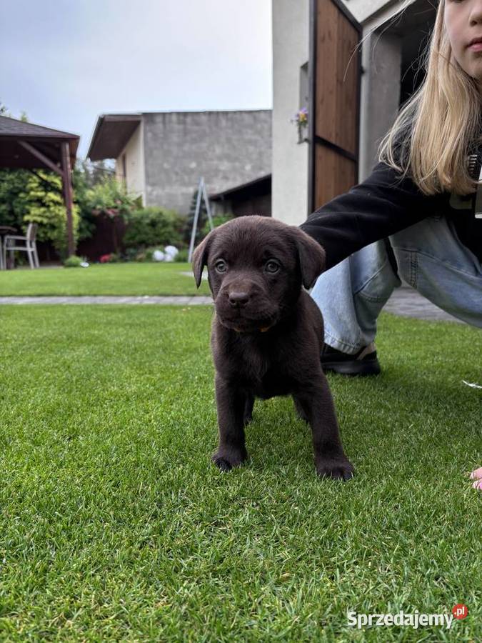 Labrador Siedlec sprzedam