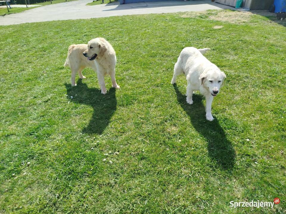 Golden Retriever szczeniak sprzedam