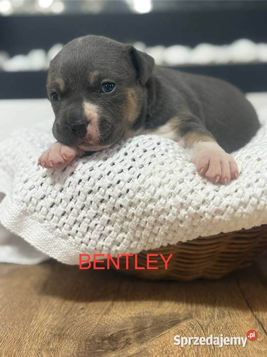 Amstaff Zapraszamy do rezerwacji Szczenięta o Amstaff Sarnowo