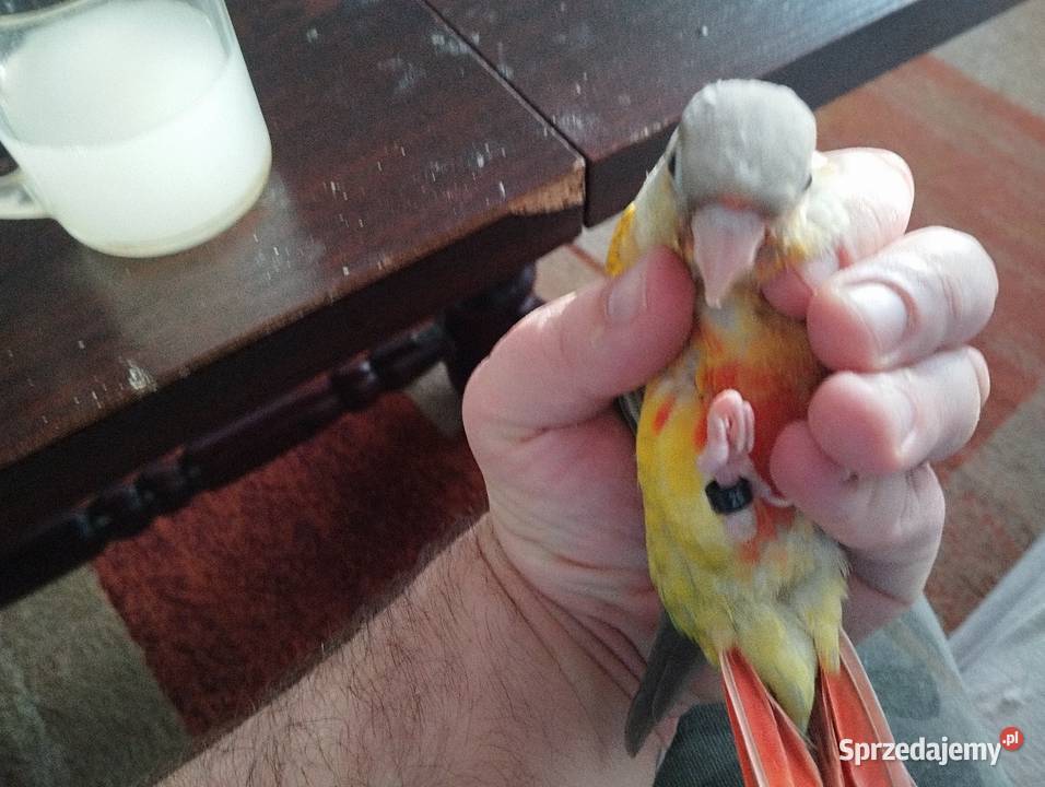 Rudosterki ręcznie karmione