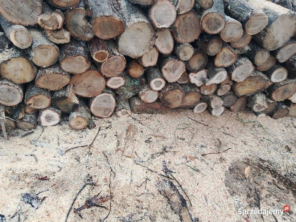 Suche Drewno kominkoweopałowe Dąbsosnabrzoza z Gidle