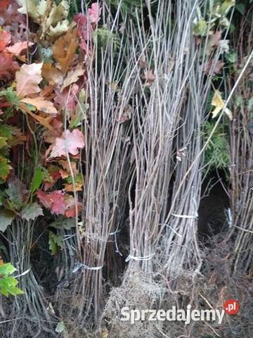 Sadzonki buka Buk pospolity na zalesienia 3 Brzostek