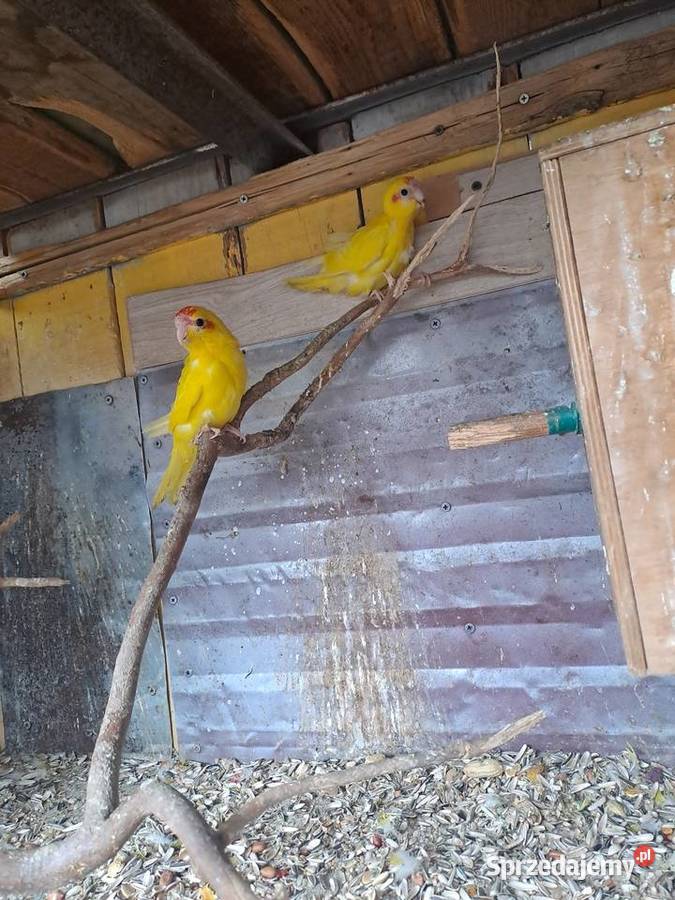 sprzedam papugi kozy Wawrzeńczyce