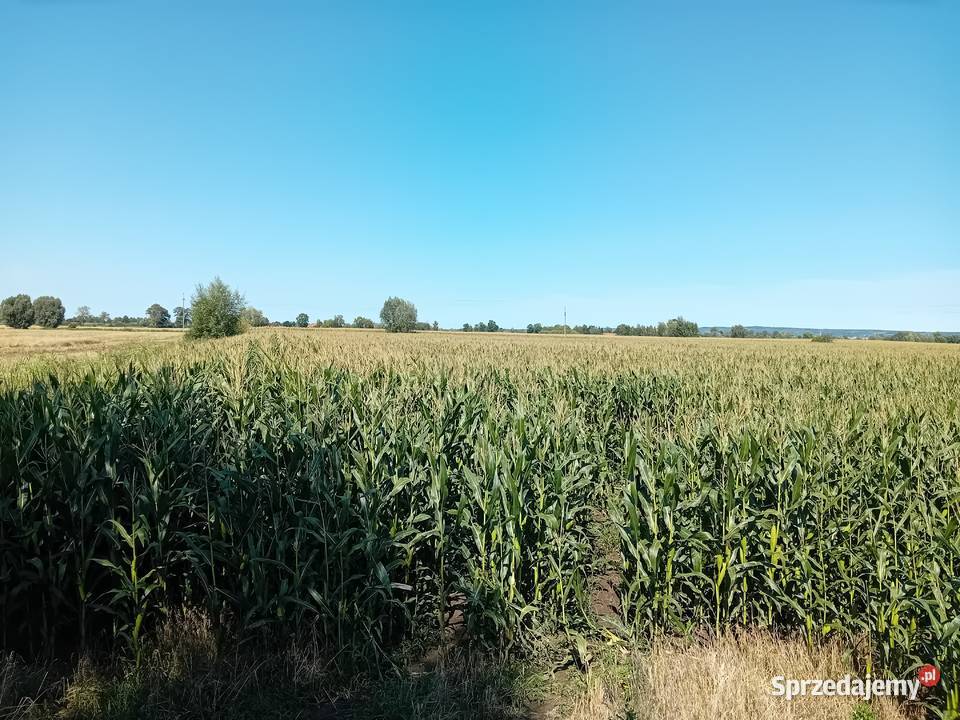 Syndyk sprzeda udziały w grunatach Żurawiec Jurandowo