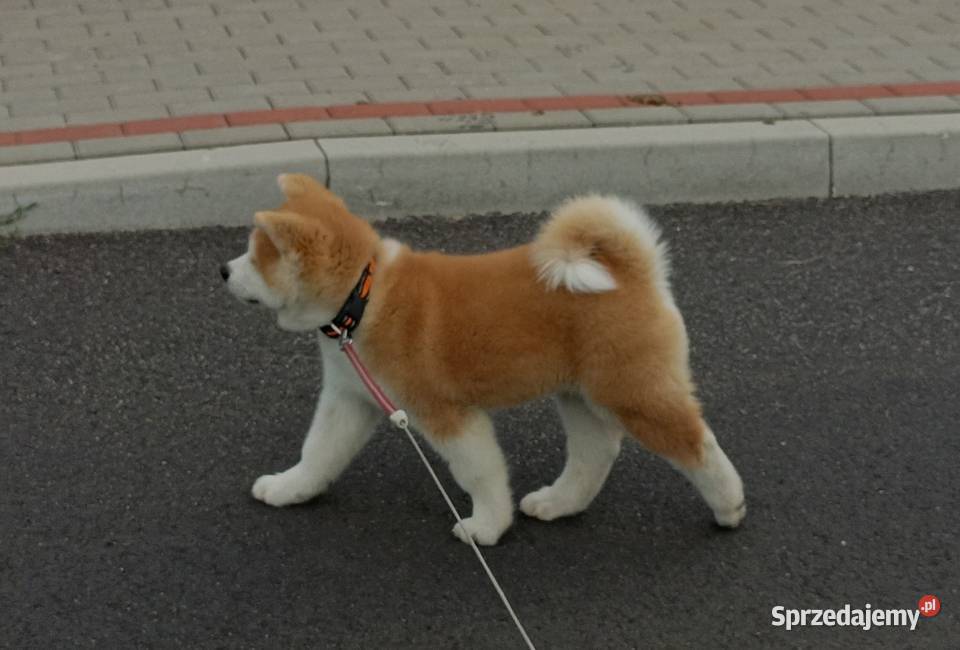 Akita okazja lubuskie Siedlisko sprzedam