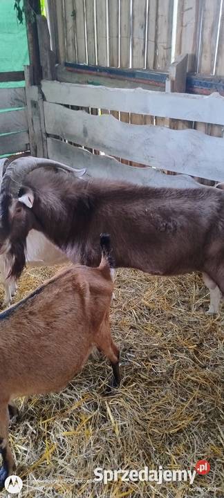 Kozioł Toggenburg Konstantyn