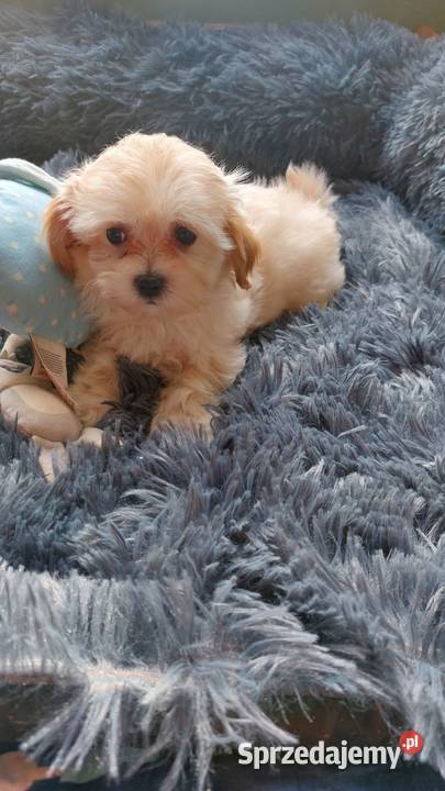 Maltipoo szczeniaczki Zwierzęta Płońsk