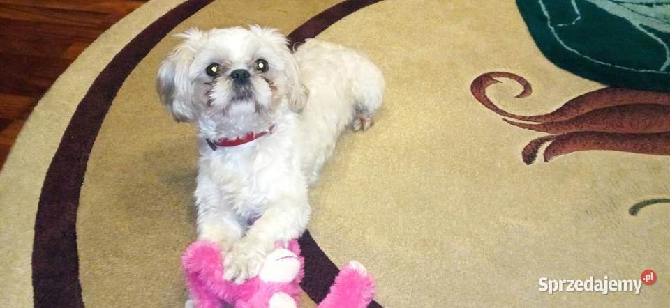 Reproduktor Shih Tzu Ząbkowice Śląskie usługi dla zwierząt
