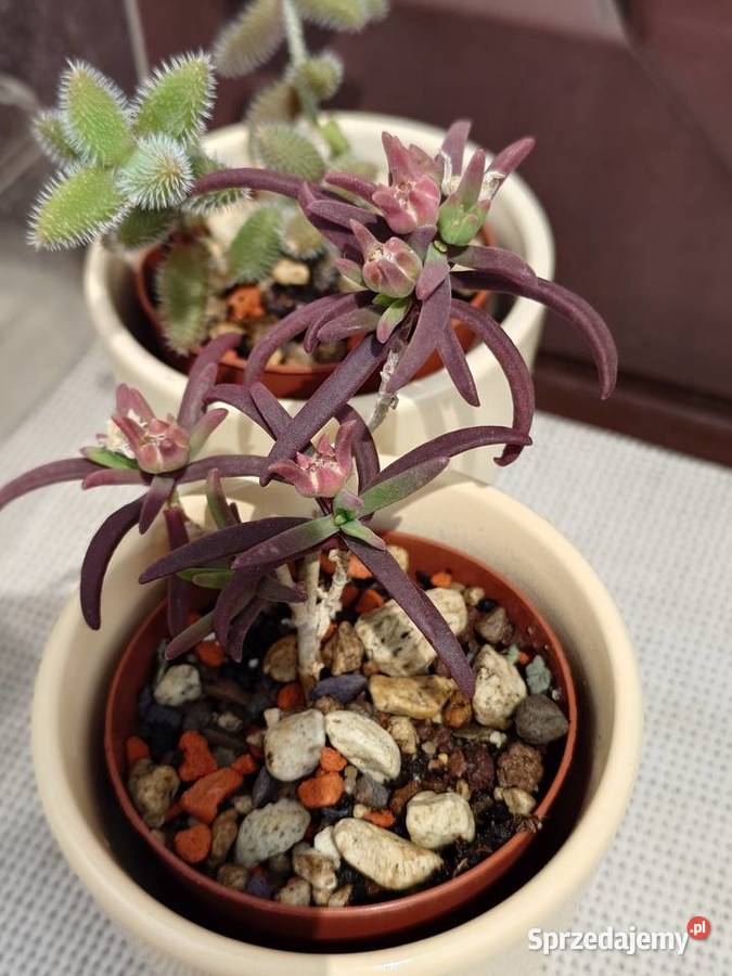 Sukulenty 3 w osłonkach Crassula kimnachi Warszawa