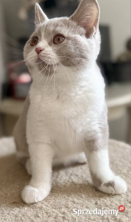 brytyjski kocurek bikolor płowy Brytyjski kujawsko-pomorskie Inowrocław