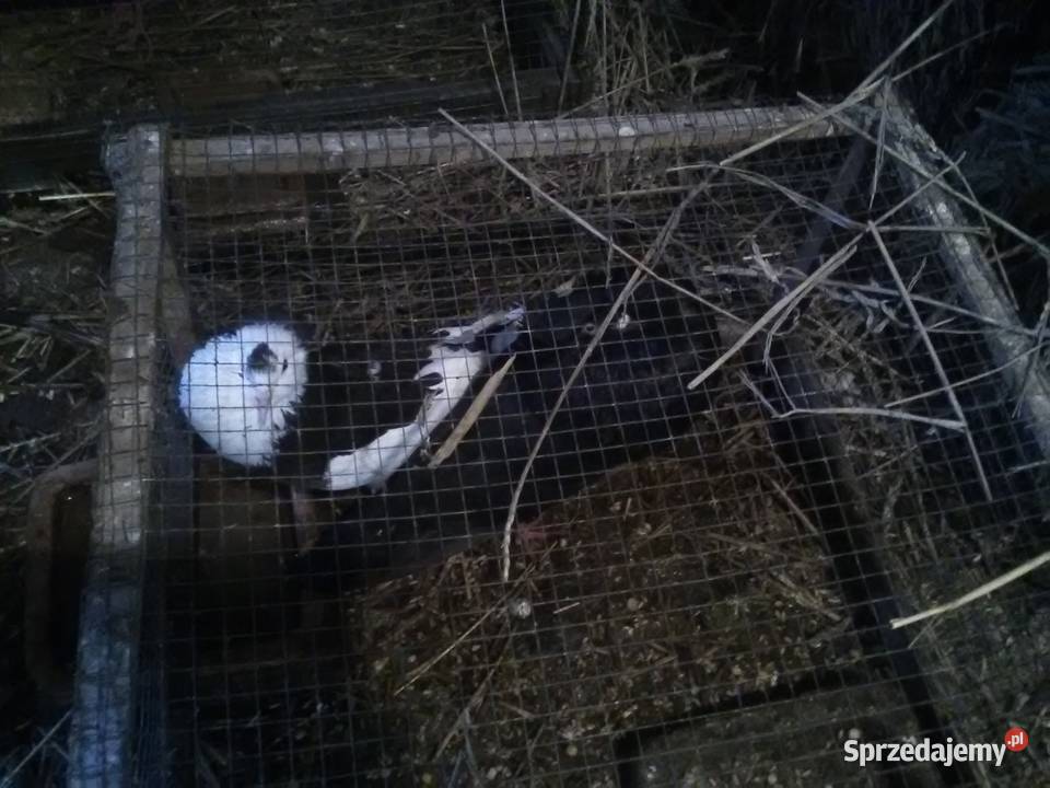 Gołębie 25 magane i inne świętokrzyskie