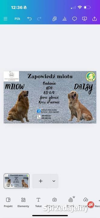 Golden Retriever Ciechowice