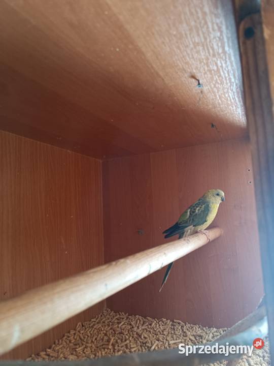 Świergotka samiczka sprzedam