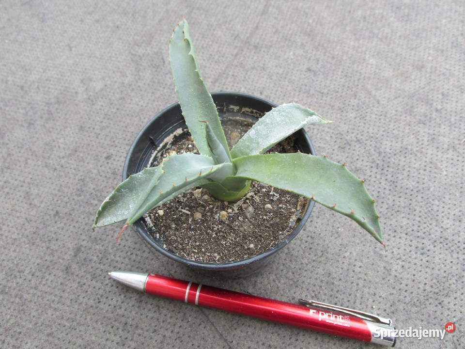 Mrozoodporna agawa do 18 C agave parryi var małopolskie Kraków