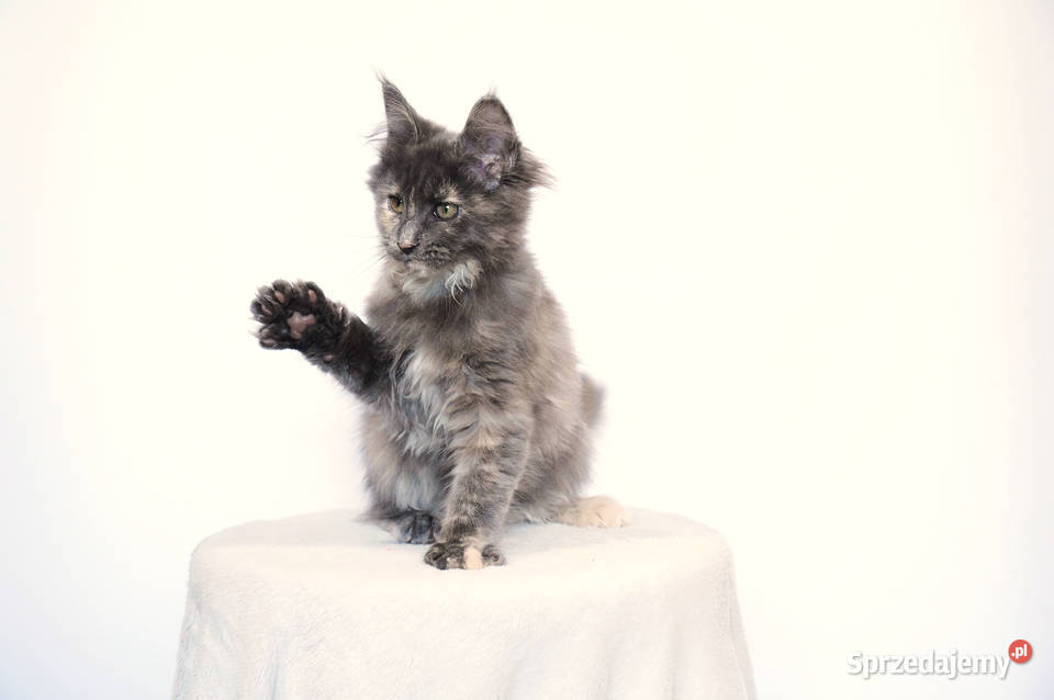 Koteczka niebieska Maine Coon