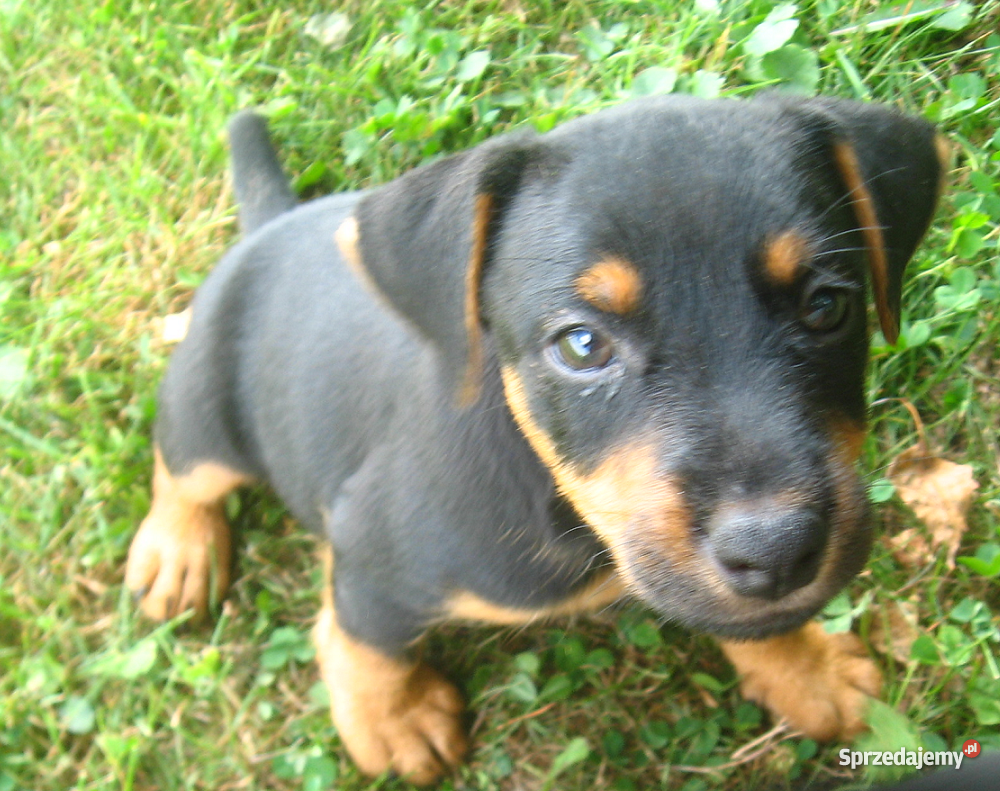 Jagdterier szczenięta Stary Sącz