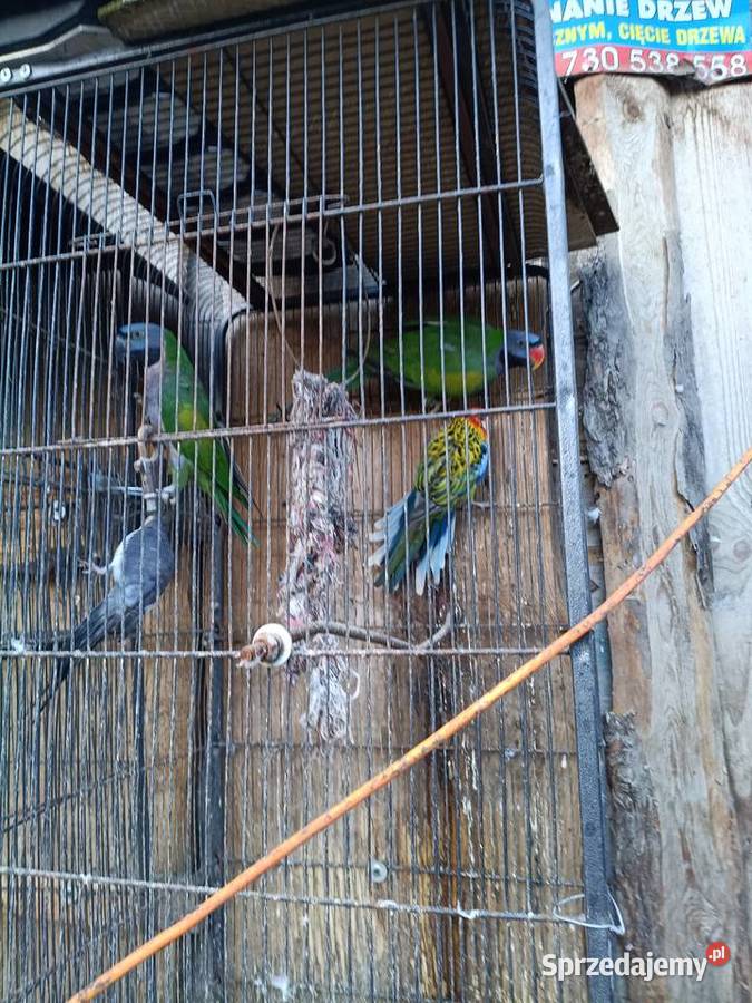 Papugi para sprzedam