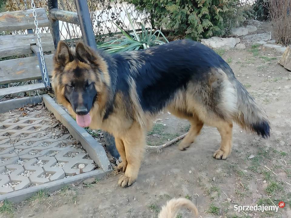 Szczeniak owczarka niemieckiego małopolskie