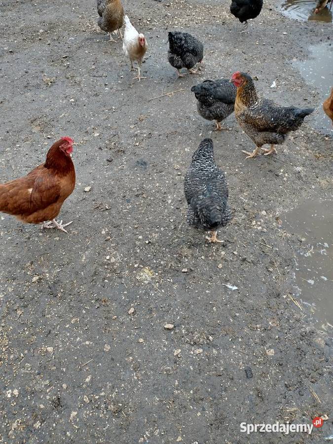 24 tygodniowe kury nioski Piaszczyce