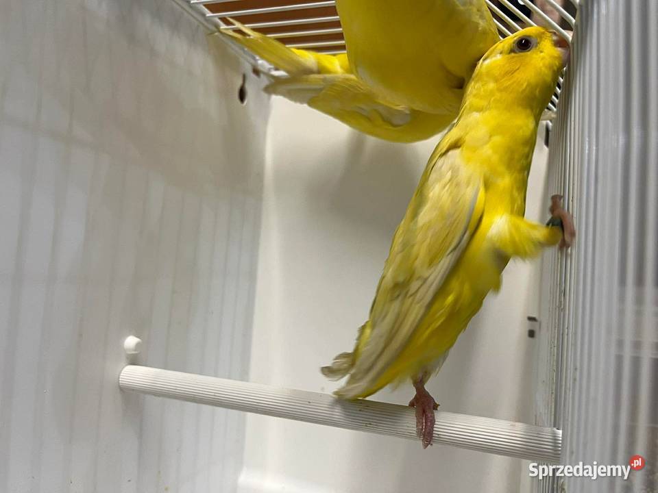 Stokówki Prążkowane Katarzynki