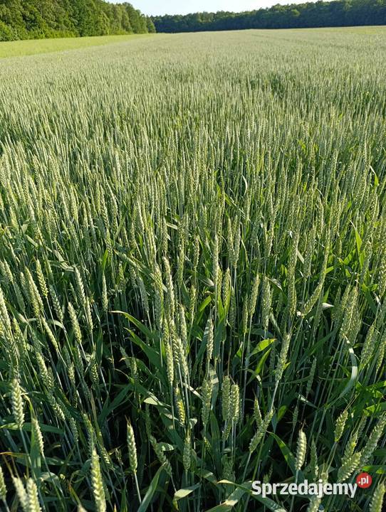 Sprzedam pszenicę ozimą Patras Zboża Bełżyce