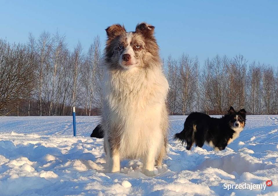 Rasowa suczka BORDER COLLIE z Hodowli pełną dok Kraków