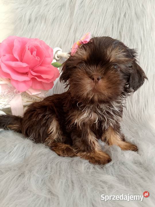 Gotowa do odbioru czekolada suczka rasy ShihTzu Shih Tzu Kluczbork