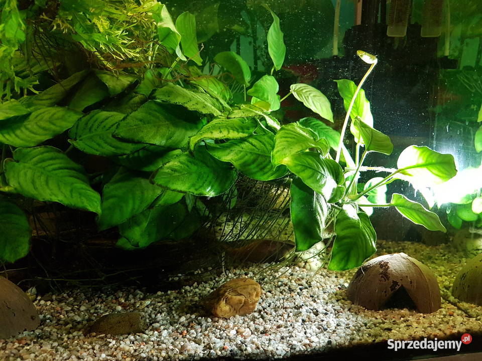 Anubias roślina akwariowa Mielec