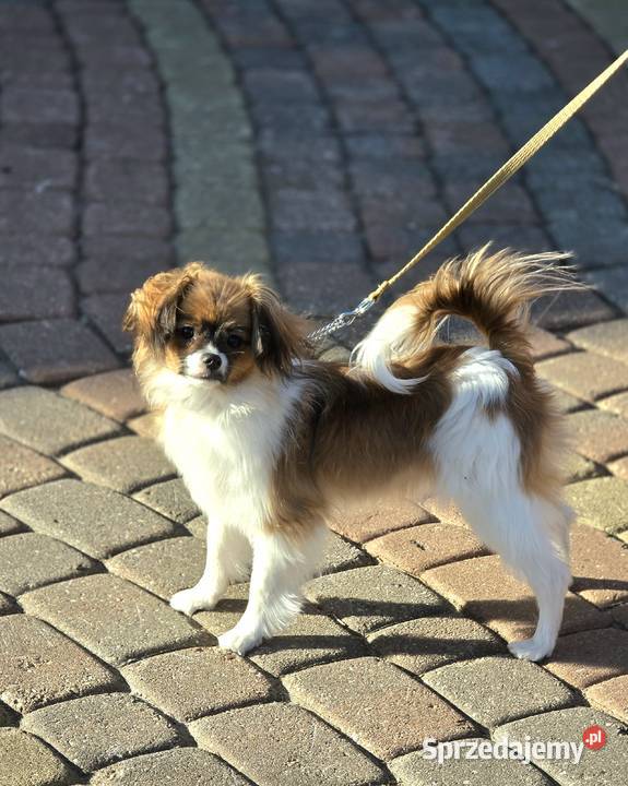 PAPILLON odmiana Ćma dziewczynka z metryką ZKwP Pozostałe Pępowo