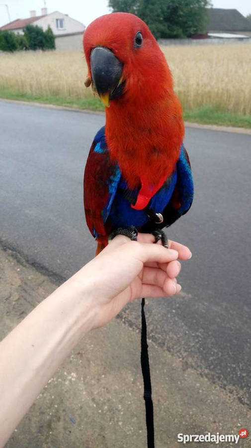 Lora wielka barwnica polychloros ręcznie Zgierz sprzedam
