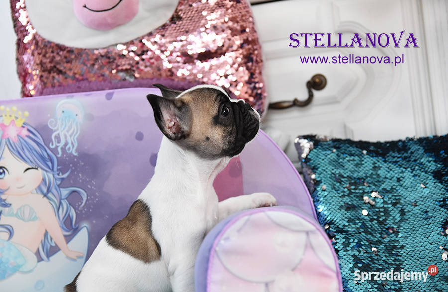 Buldog francuski szczenięta hod Stellanova FCI Warszawa