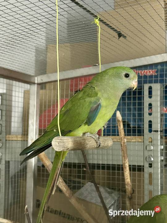Papuga Barabanda Samica Zawada