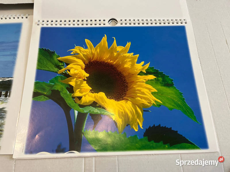 Fototapeta flizelinowe czerwone róże prezent Bielsko-Biała sprzedam