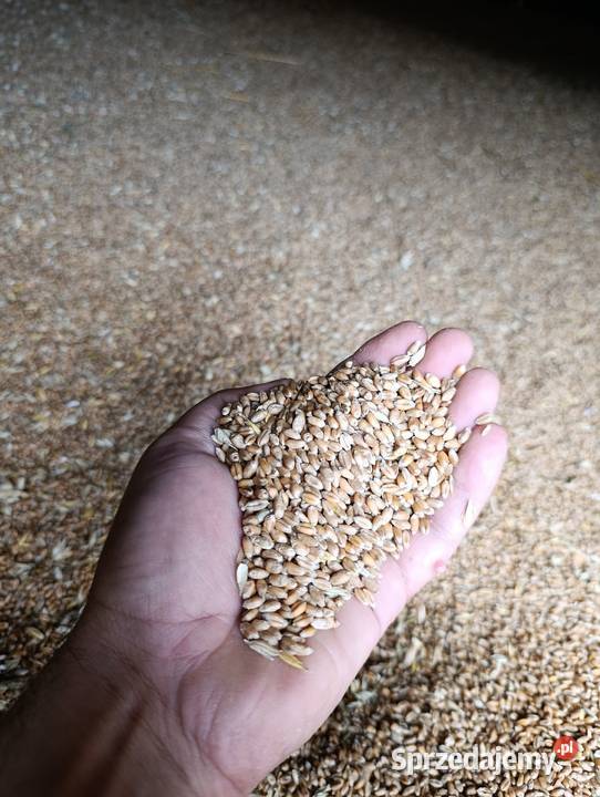 Przenica ozima Zboża