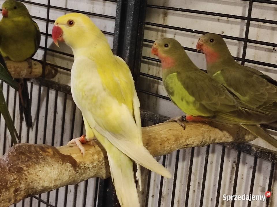 Księżniczki Walii Ptaki Rębków