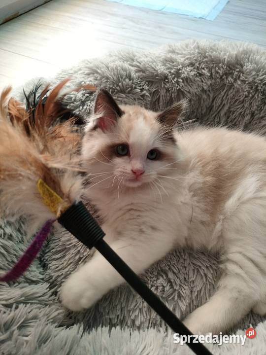 Piękneprzttulaśne kocięta Żarów